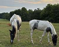 blue-roan-roan-spotted-colt-mare