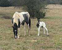 blue-roan-roan-gaited-halter-horse