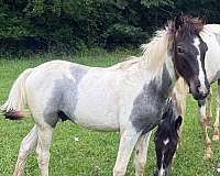 gaited-halter-spotted-horse
