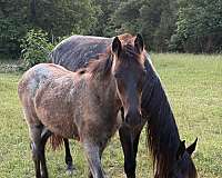 blue-roan-tennessee-walking-filly