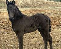blue-roan-twhbea-filly