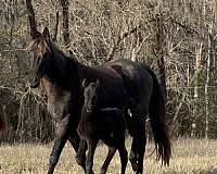 blue-roan-twhbea-horse