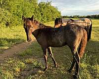 affordable-tennessee-walking-horse