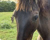 extremely-filly