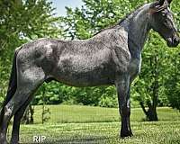 black-roan-tennessee-walking-pony