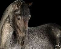 blue-tennessee-walking-pony