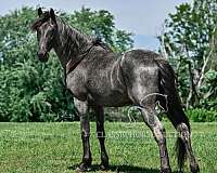 blue-roan-tennessee-walking-pony