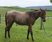 buckskin-quarter-horse-gelding
