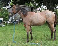 buckskin-aqha-gelding