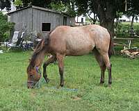 buckskin-aqha-horse