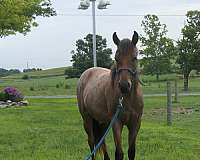 buckskin-gelding-for-sale