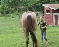 aqha-gelding