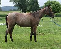 male-quarter-horse