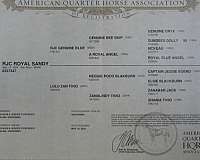 reasonably-priced-quarter-horse