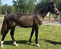 ampere-oldenburg-horse