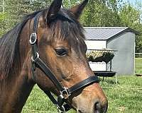 beautiful-mover-oldenburg-horse
