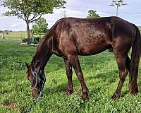 appaloosa-horse