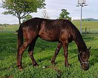 appaloosa-gelding-horse