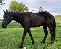 don-appaloosa-horse