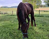 excellent-appaloosa-horse