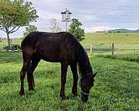 few-appaloosa-horse