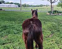 finish-appaloosa-horse