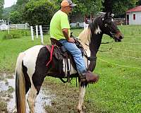 15-hand-spotted-saddle-gelding