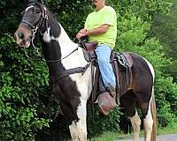 15-hand-spotted-saddle-horse