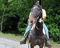 15-hand-gelding