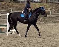 san-dimas-thoroughbred-horse
