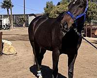 all-thoroughbred-horse