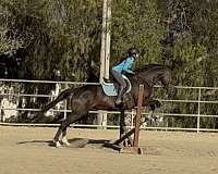 san-dimas-gelding