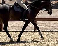 san-dimas-horse