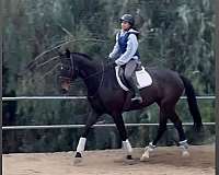 and-willing-thoroughbred-horse