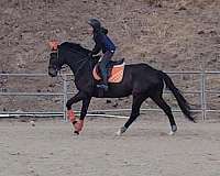 athletic-thoroughbred-horse