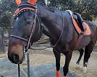 attentive-thoroughbred-horse
