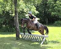 equitation-mustang-pony