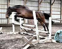 amha-mustang-gelding