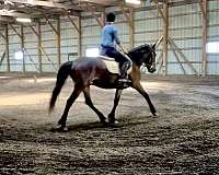 amha-mustang-pony