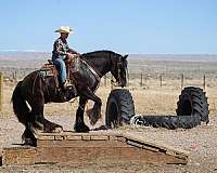 athletic-gypsy-vanner-horse