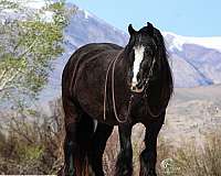 driving-gypsy-vanner-horse