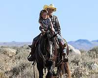 kid-safe-gypsy-vanner-horse