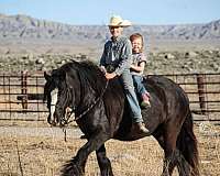 ranch-gypsy-vanner-horse