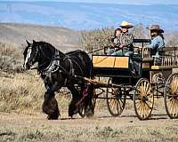 ranch-work-gypsy-vanner-horse