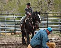 trail-riding-gypsy-vanner-horse