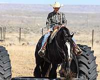 western-riding-gypsy-vanner-horse