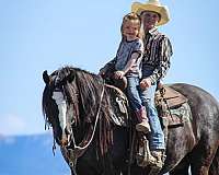 working-cattle-gypsy-vanner-horse