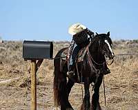 beginner-gypsy-vanner-horse
