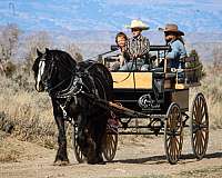 roping-gypsy-vanner-horse