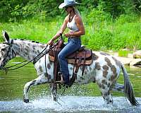 show-experi-mule
